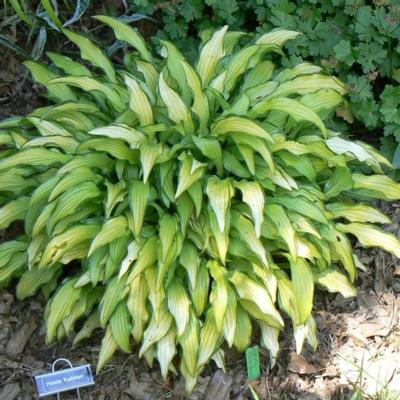 Hosta 'Kabitan'